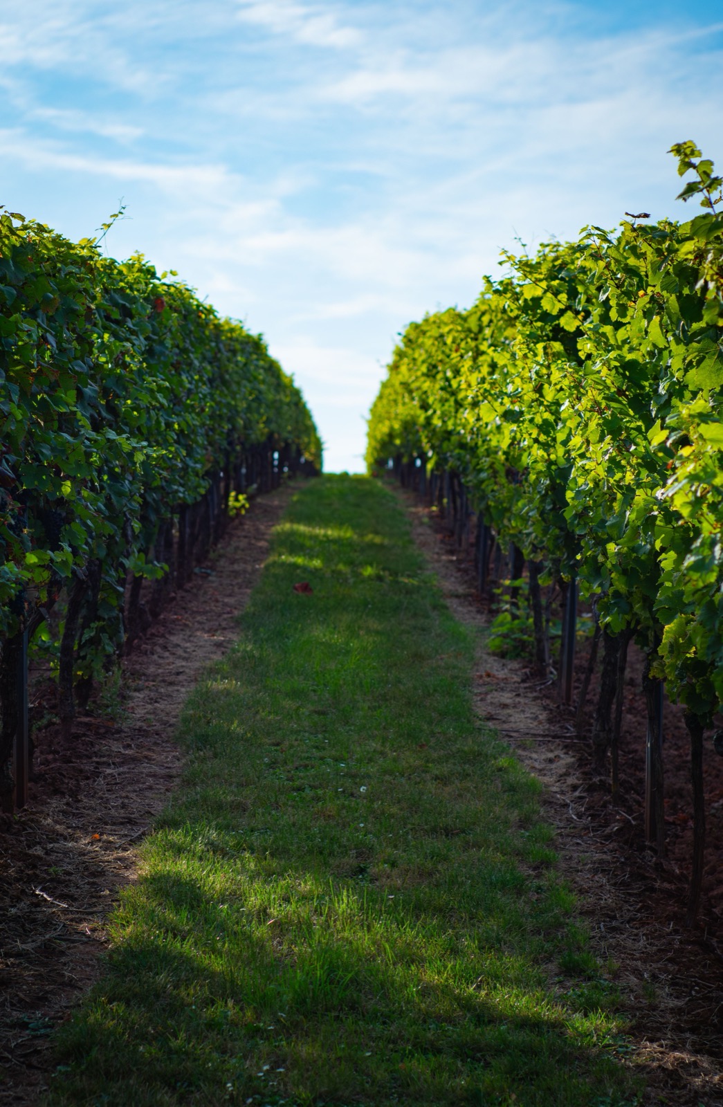 Rangs de vigne en Bourgogne sous un ciel bleu, aux portes de Dijon